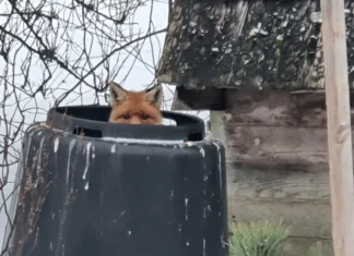 Rebane tuli aeda – mida teha?