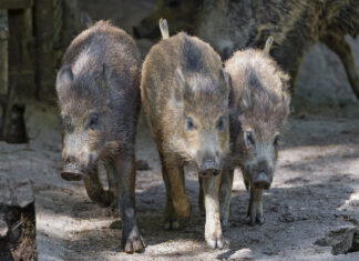 Pressiteade: Valitsus kiitis heaks sigade Aafrika katku tõkestamise meetmed