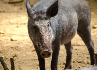 Miks metssead saledad välja näevad?