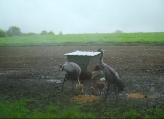 Sookured näitavad edukat pesitsusaastat