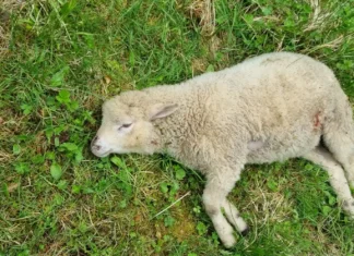 Hundid murdsid Tõrva vallas 16 lammast