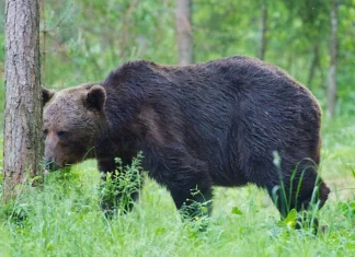Karujaht pidi algama 1. augustist