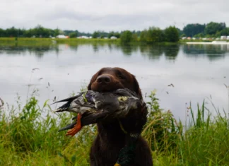 Küsimustik jahikoerte osas