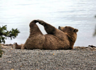 Tallinna Halduskohus peatas karujahi 29. augustini Foto: Flicker