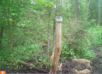 Kitsemamma näitas järglasi