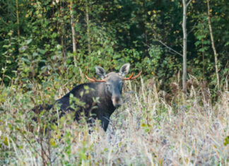 Jahituriste köidavad meie põdrad ja metssead. Ühel juhul pidurdab küttimist arvukus, teisel juhul seakatk