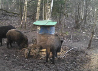 Metssigade küttimise hetkeseis – lisatud tabel