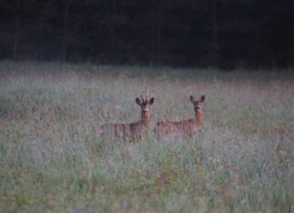 Metskitsede arv on Läänemaal drastiliselt langenud