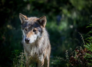 Lätis on lubatud küttida 370 hunti