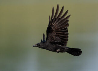 Lääne-Niiluse viiruse uuring jätkub