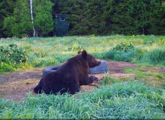 Jõustus uus haavatud uluki jälitamise regulatsioon
