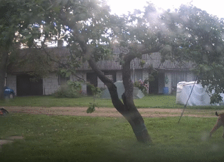 VIEO: Ilves ajas taluhoovis kodukassi taga