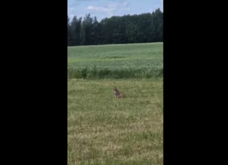 VIDEO: Tartu linna külje all liigub apaatne ilves