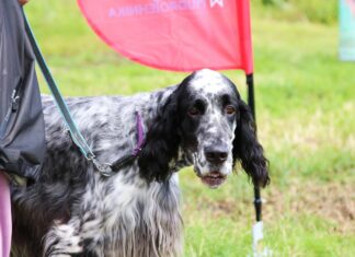 Jänesejooks tõi stardijoonele eri suuruses jahikoerad