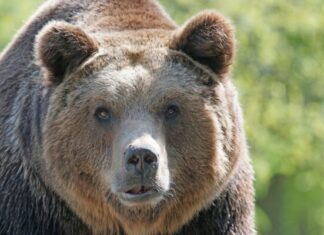 Mati Kaal: inimese laiutamisel on suuremad konfliktid loomadega aja küsimus