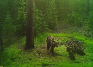 Jahimehed lasid Raudi kalmistut rüüstanud ja inimesi hirmutanud karu maha