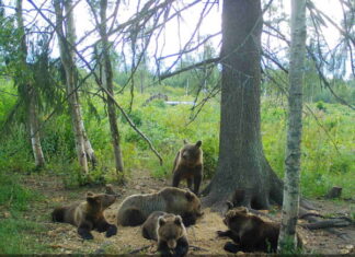 Eesti kasvatab Euroopale karusid