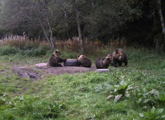 Keskkonnaamet suunab karu küttimisload kahjustuspiirkondadesse