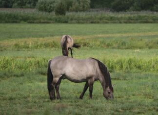 Karu ründas Lätis hobusekarja