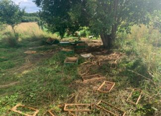 Mesikäpad teevad mesinikele aina suuremat kahju