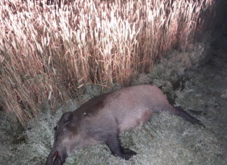 Professor: Eesti seisab uue seakatku-laine lävel