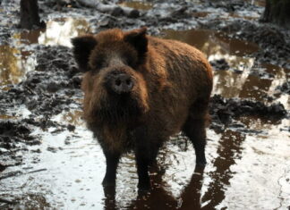 PTA laiendas seakatku uurimise ala