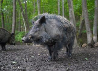 Keskkonnaagentuur: Saaremaal tuleks lasta rohkem metssigu