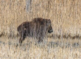 Info SAK drooniseire tellimiseks