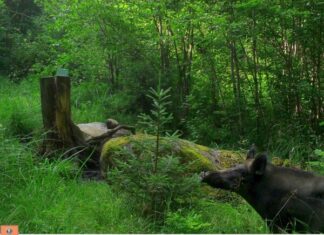 SAK levik nõuab kiiret tegutsemist – organisatsioonid pöördusid riigi poole