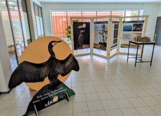 Hiiumaal avatakse kormorani tutvustav rändnäitus