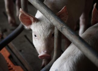 Tartumaal tuvastati sigade Aafrika katk pea 2000 seaga farmis