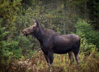 AASTA LOOM: põder – muinasaja mälestis ja nüüdisaja suuruluk