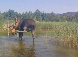 VIDEO: Põder jahutab end vees suvesooja eest!