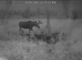 VIDEO: Järvamaal jäi põder äikesetormi kätte