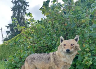 Kokkutulekul saab annetada jahimeeste pingi toetuseks