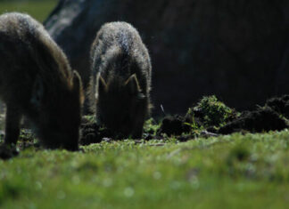 Keskkonnaamet kaotas 2,5 m nõude öösihiku kasutamisel
