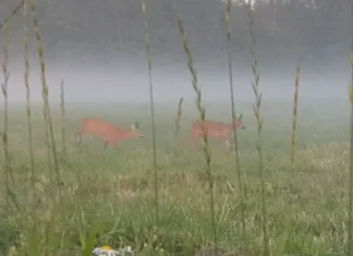 VIDEO: Metskitsedel on käimas jooksuaja kõrgaeg