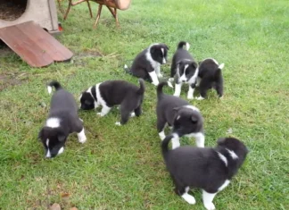 Müüa vene-euroopa laika kutsikad