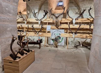 Viimane võimalus näha jahitrofeesid Kuressaares!