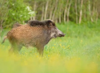 Andke teada hukkunud metssigadest!