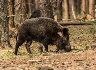 Metssigade küttimistoetus lõpeb peagi!