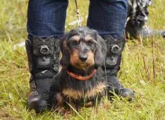 Peagi arutatakse jahikoerte teemat ühisel nõupidamisel