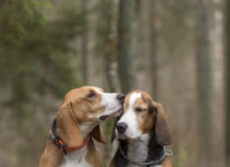 30.07.25 toimus EJS juhatuse jahikoerte töörühma koosolek Foto: Ingmar Muusikus