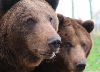 Mati Määrits: kas jätame Eesti huntidele ja karudele?