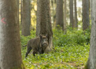 Seakatku viirus levib jõudsalt Eestis