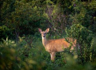 Uus metsloomi ründav viirus: nad on nagu mutandid