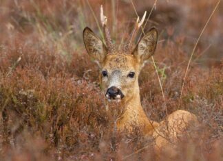 Mets ei küsi, kelle oma ta on – jahimees ja maaomanik ühe laua taga