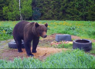 Keskkonnaamet andis karu küttimiseks välja erilube