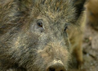 Keskkonnaamet suurendab metssigade küttimismahte