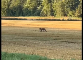 Ilves jalutas jänes hambus üle põllu